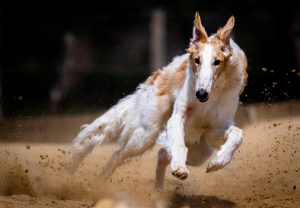 Exclusive Bangalore Race Course Betting: Complete 2026 Guide for Indian Players