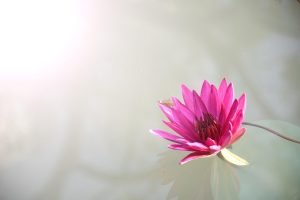 Exclusive Lotus App Download: Step-by-Step Guide for India (2026)