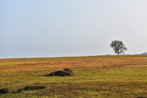 Leovegas App Review in Chhattisgarh Review 2027: Bonus, App, Withdrawal Tested